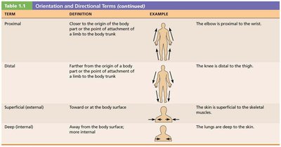 Table of orientation and directional terms (continued)