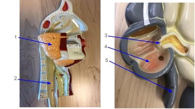 Stomach and surrounding anatomy