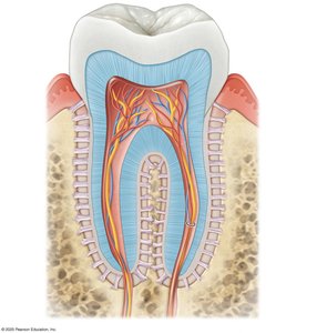 Tooth anatomy cross-section