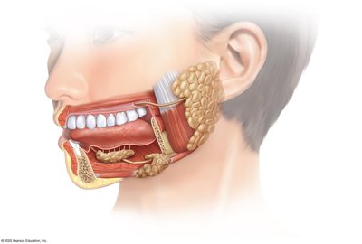 Salivary glands and oral cavity anatomy