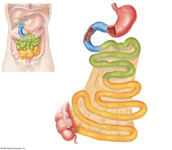 Small intestine regions