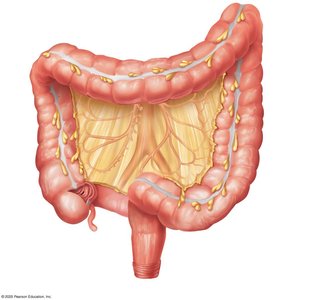 Large intestine anatomy