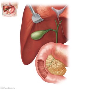 Liver, gallbladder, and pancreas anatomy