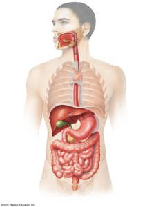 Digestive system anatomical overview