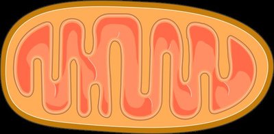 Mitochondria and aerobic respiration