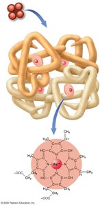 Erythrocyte and hemoglobin structure
