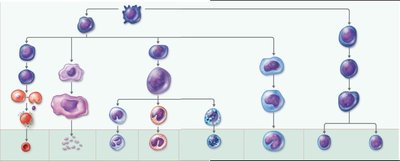 Hematopoiesis cell lineage diagram