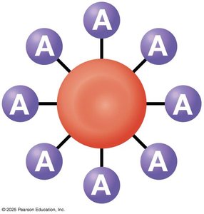 Blood type A antigen diagram
