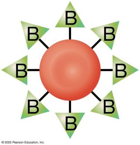 Blood type B antigen diagram