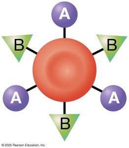 Blood type AB antigen diagram
