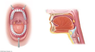 Oral cavity and pharynx anatomy