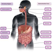 Major organs of the gastrointestinal tract