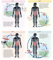Four basic helminth life and transmission cycles