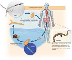 Schistosomiasis life cycle