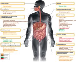 Summary of infectious diseases affecting the gastrointestinal tract