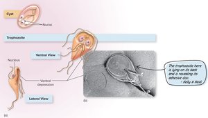 Giardia lamblia trophozoite and cyst