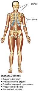 The 11 organ systems of the human body