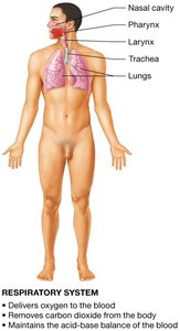 The 11 organ systems of the human body