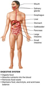 The 11 organ systems of the human body