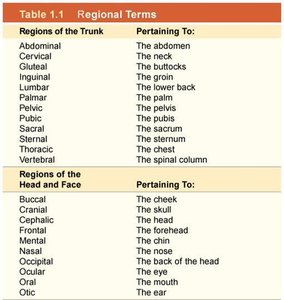 Regional terms table 1.1