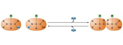 Peptide bond formation and hydrolysis