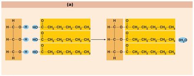 Triglyceride formation