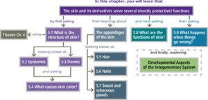Chapter overview flowchart of the integumentary system