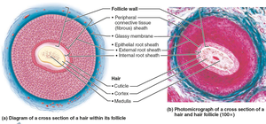 Diagram and photomicrograph of a hair follicle cross-section