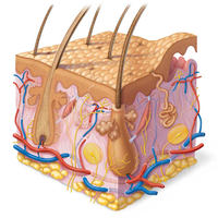 Diagram of skin structure showing sensory receptors and appendages