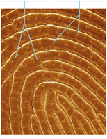 Microscopic image of friction ridges (fingerprints)