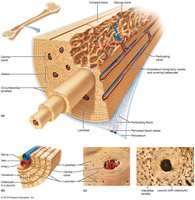 Lamellae types