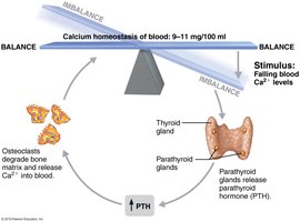 Calcium homeostasis and hormonal control