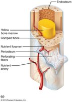 Endosteum and periosteum in bone structure