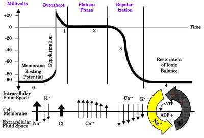 Cardiac muscle action potential phases and ion movements