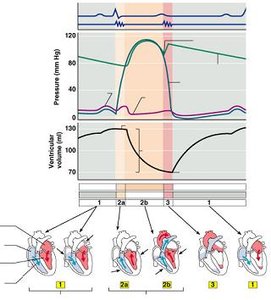 Cardiac cycle: pressure, volume, and valve events