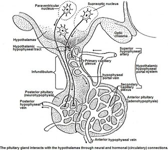 Hypothalamus-pituitary gland connections