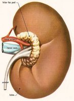 Kidney structure (target organ of ADH)