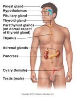 Major endocrine glands in the human body