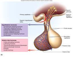 Hypothalamic hormones and anterior pituitary regulation