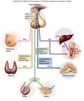 Anterior pituitary hormones and their target organs