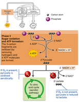 Phase 3: Sugar oxidation and ATP formation