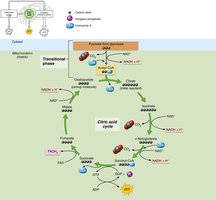 Simplified citric acid cycle