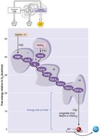Energy harvested in electron transport chain