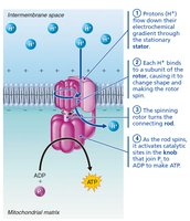 Structure and function of ATP synthase
