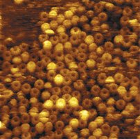 ATP synthase rotor rings