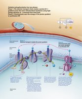 Oxidative phosphorylation