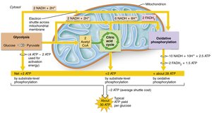 Energy yield during cellular respiration