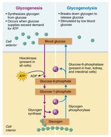 Glycogenesis and glycogenolysis