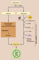 Lipid oxidation