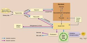 Lipid metabolism